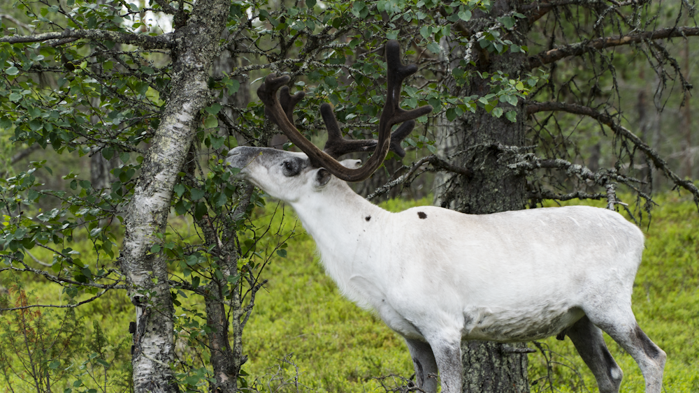 a white deer with antlers in a forest