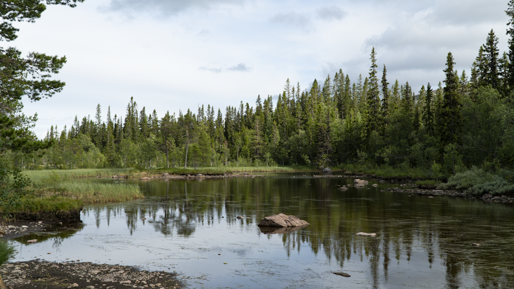 a body of water with trees around it