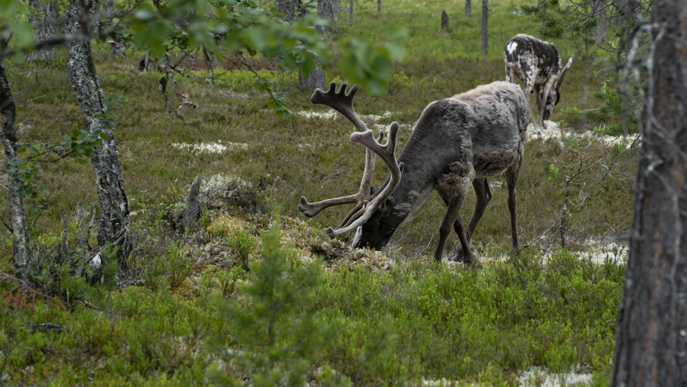 a group of deer in a wooded area