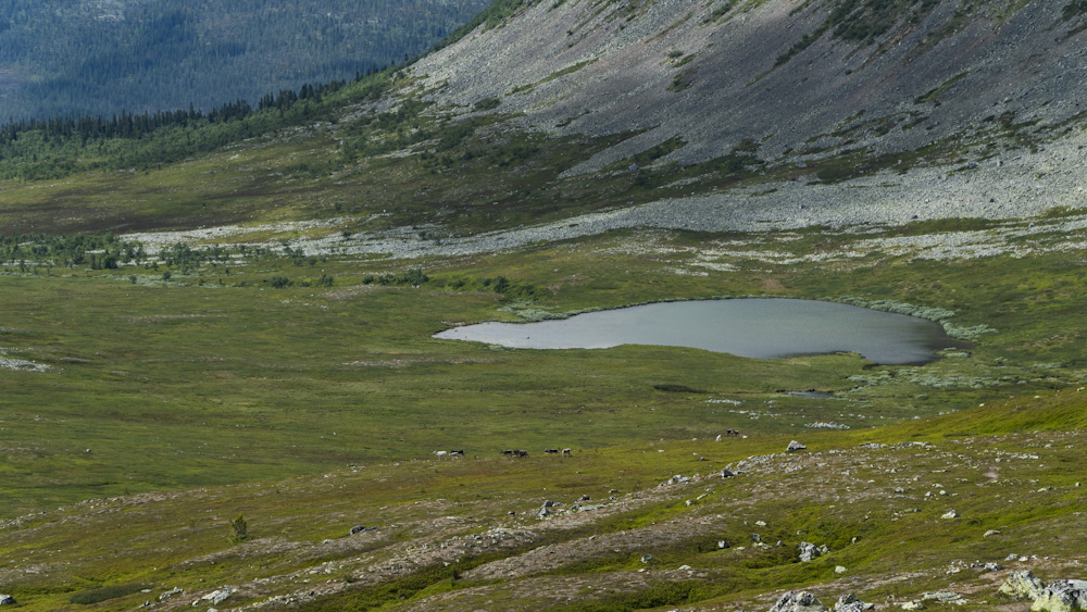 a small pond in a grassy area