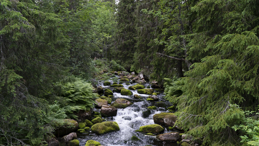 Arroyo que fluye entre el bosque