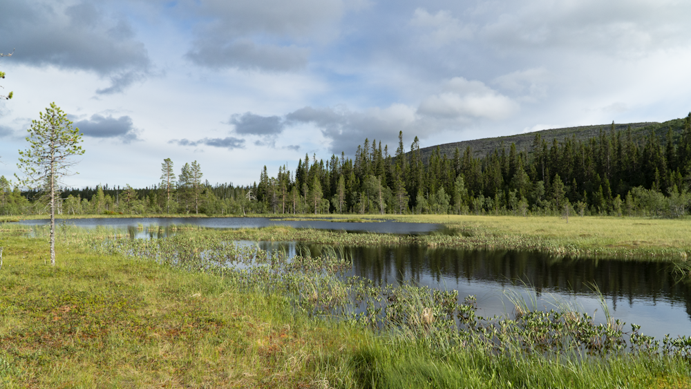 a lake surrounded by grass and trees