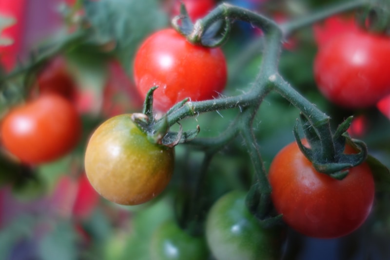 Fresh tomatoes growing on the vine