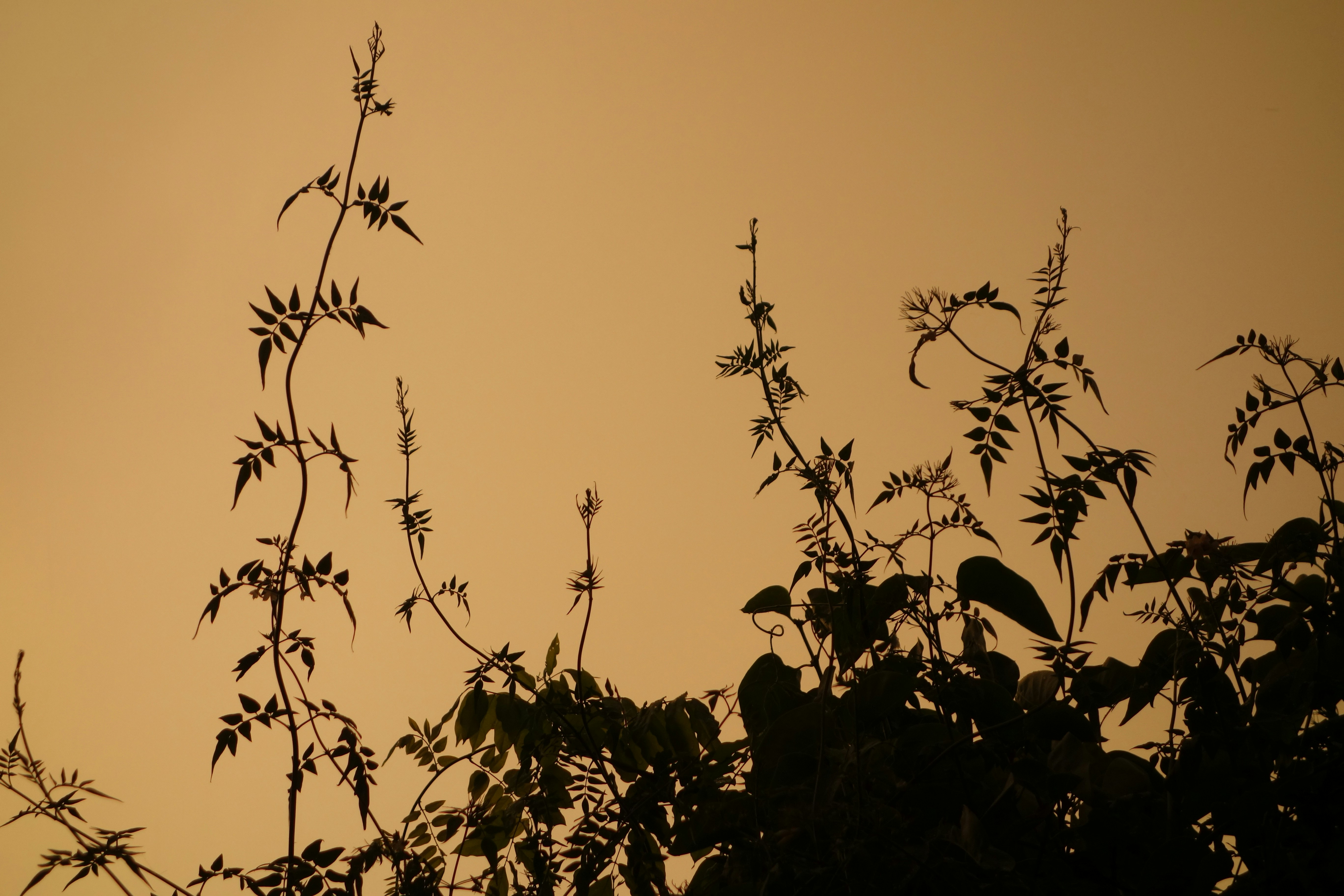 a silhouette of a tree
