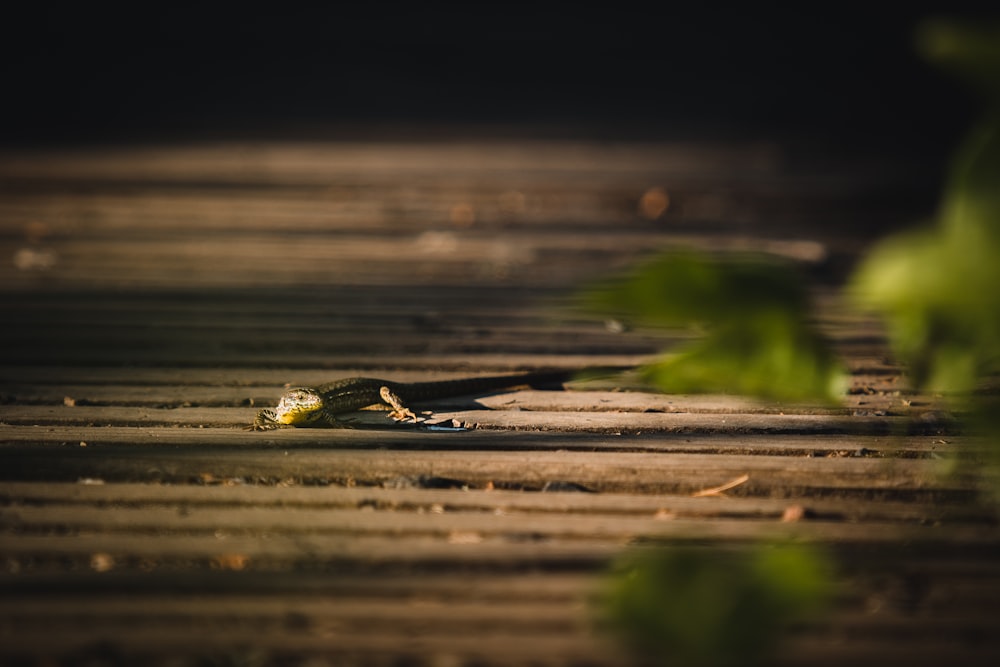 a bug on a wood surface