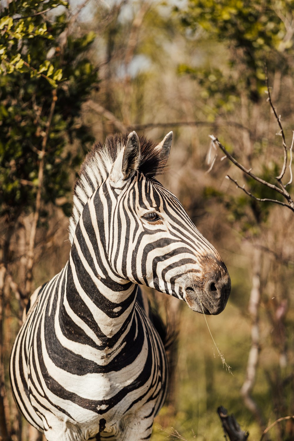 Una zebra in piedi in una foresta