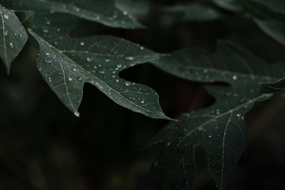 a close up of a leaf