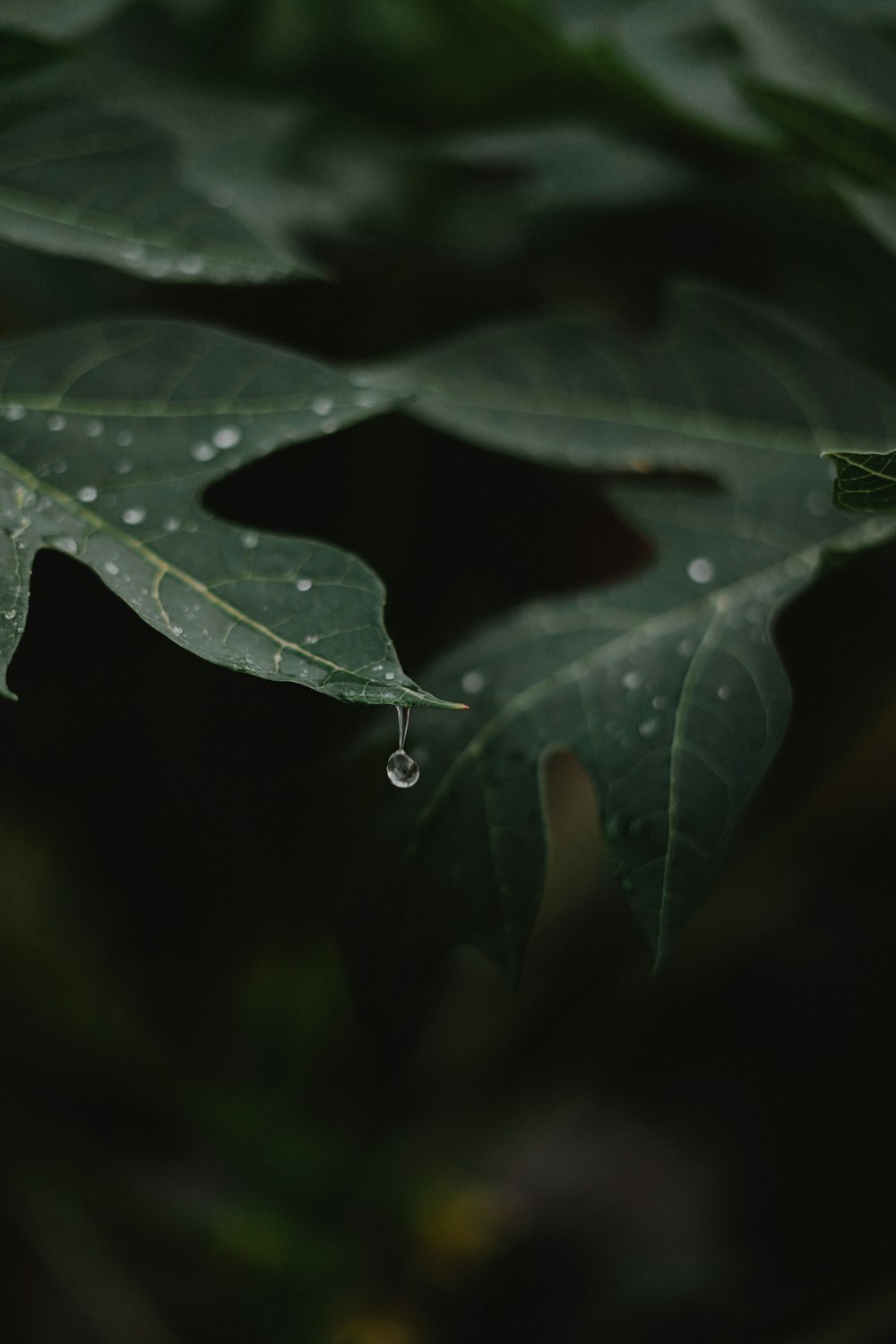 a close-up of a leaf