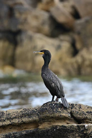 a bird standing on a rock