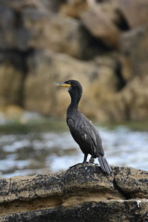 a bird standing on a rock