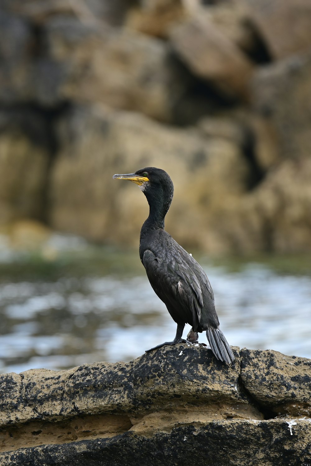 a bird standing on a rock