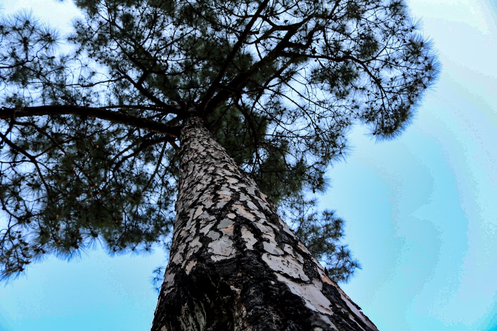 a tree with a large trunk