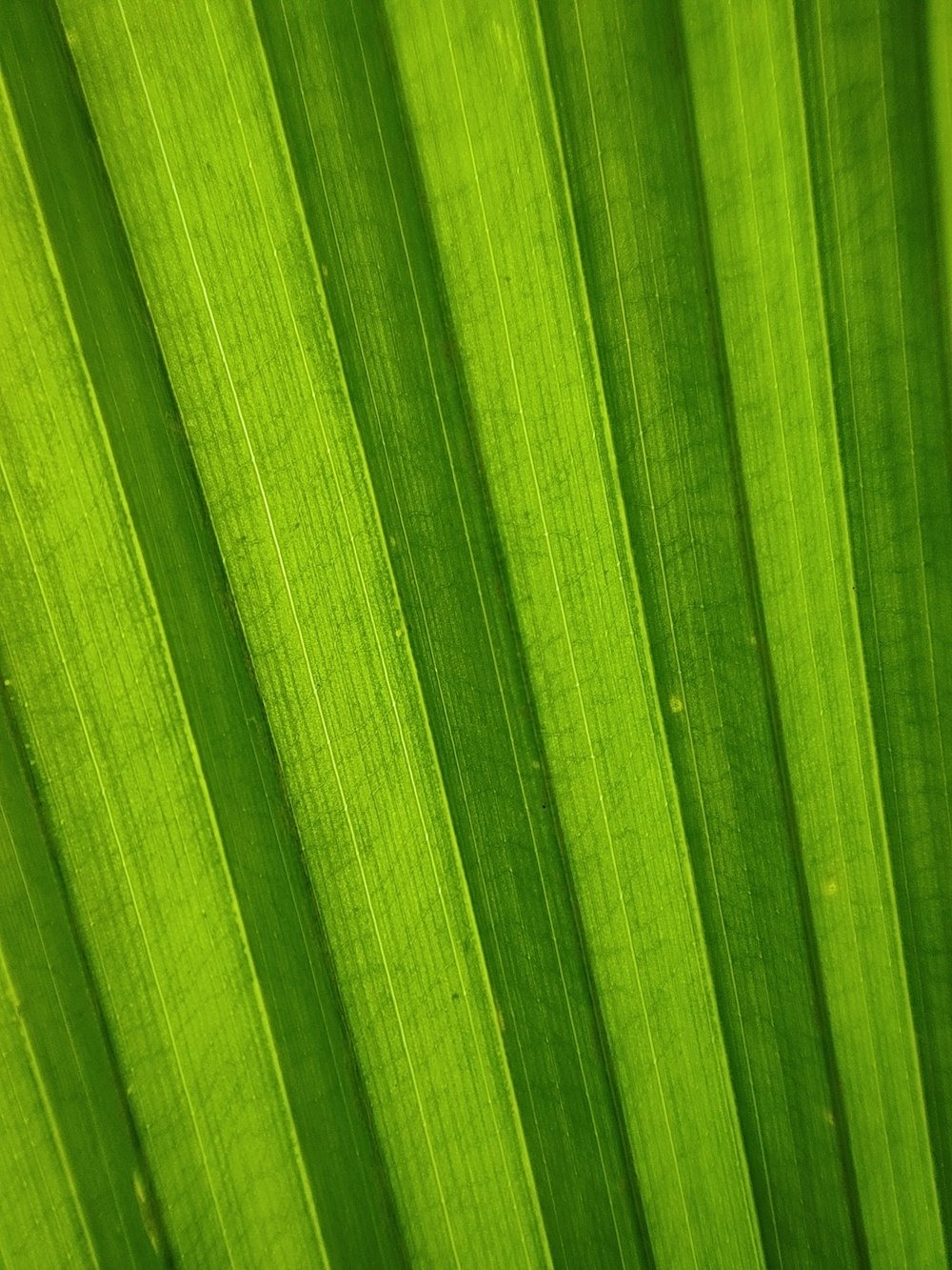 Un primer plano de una hoja