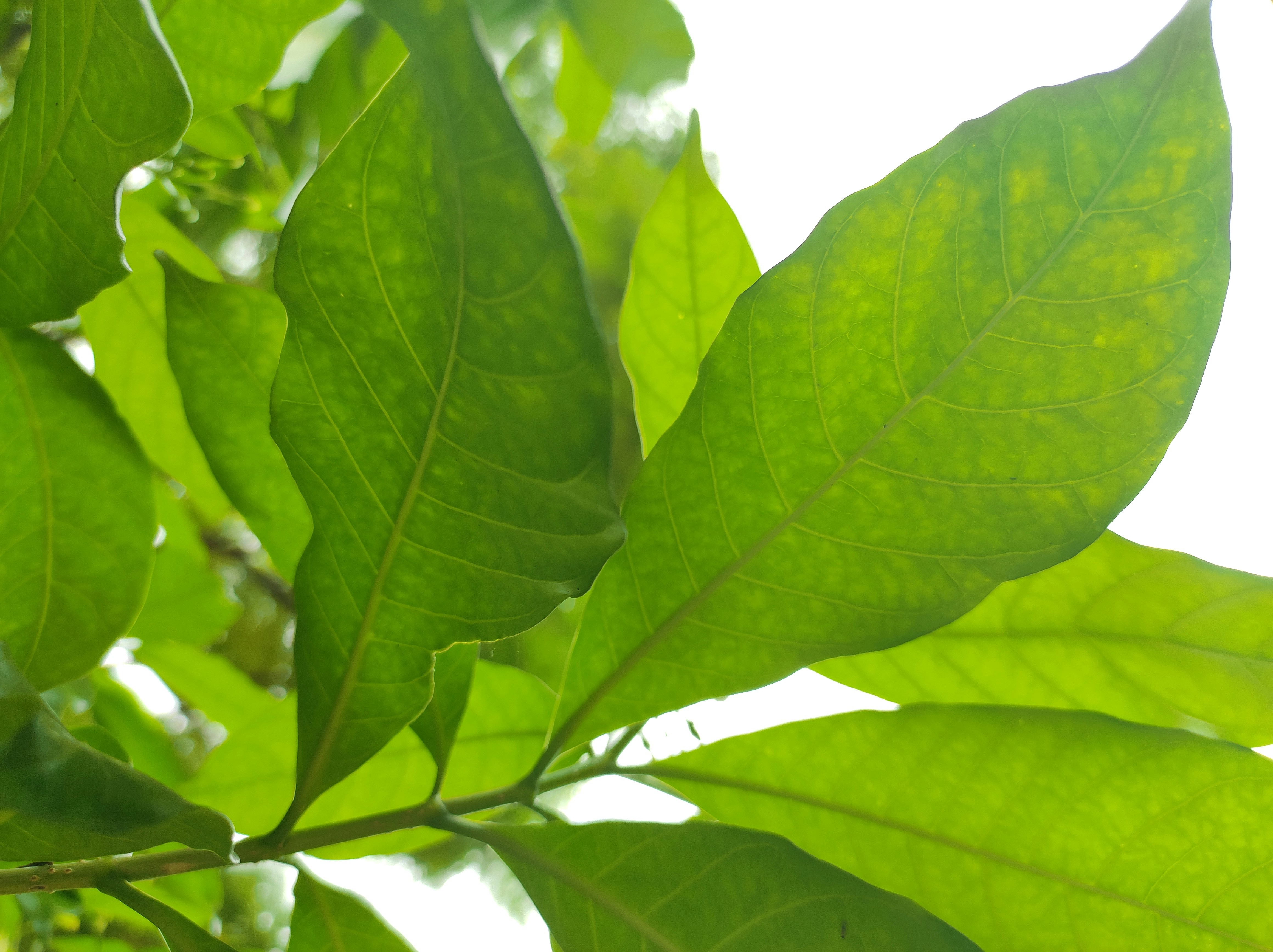 Mullein Leaf: My Go-To Herb for Stubborn Coughs and Lung Congestion