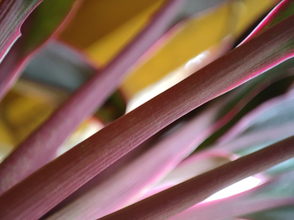 I: Rhubarb