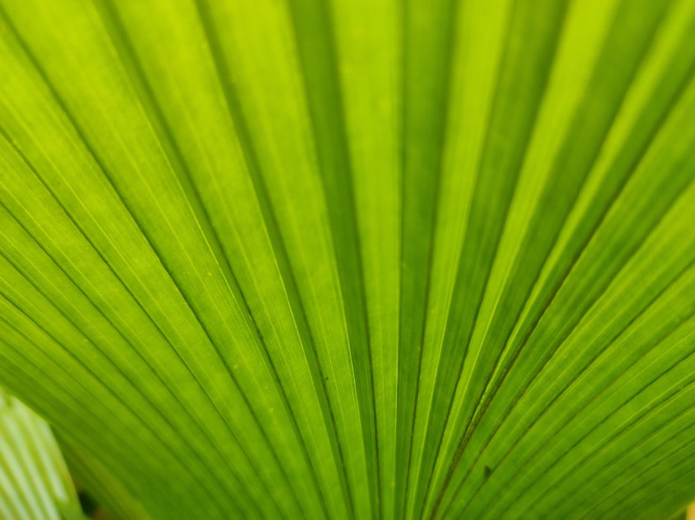 a close up of a leaf