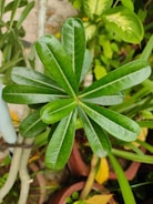 a close-up of a plant