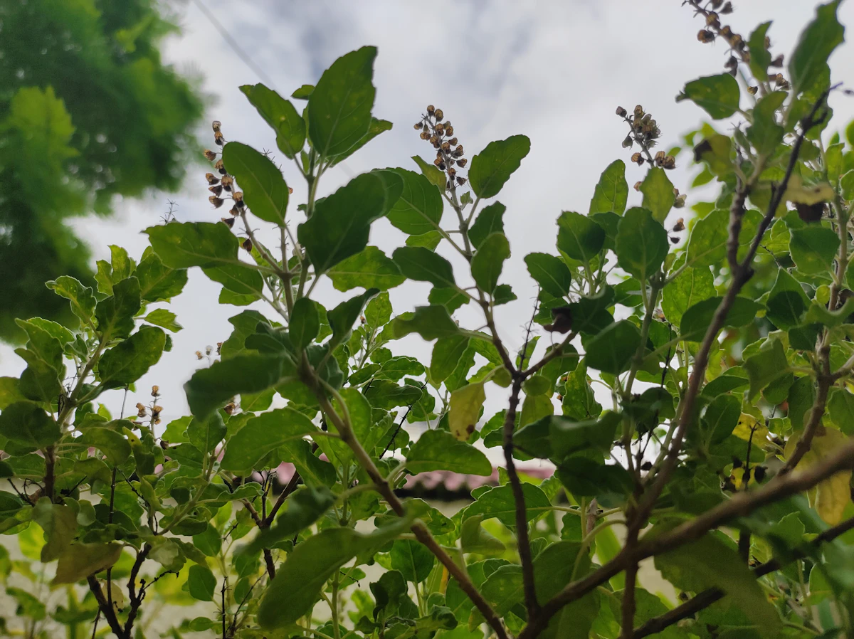 Tulsi Varieties India Ram Shyam Vana Kapoor Krishna