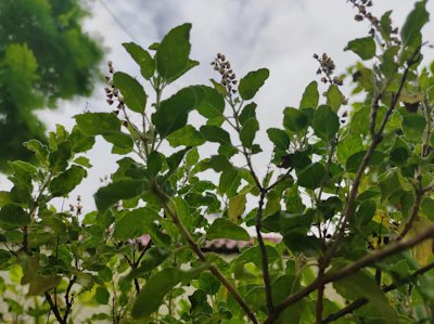 Tulsi Varieties India Ram Shyam Vana Kapoor Krishna