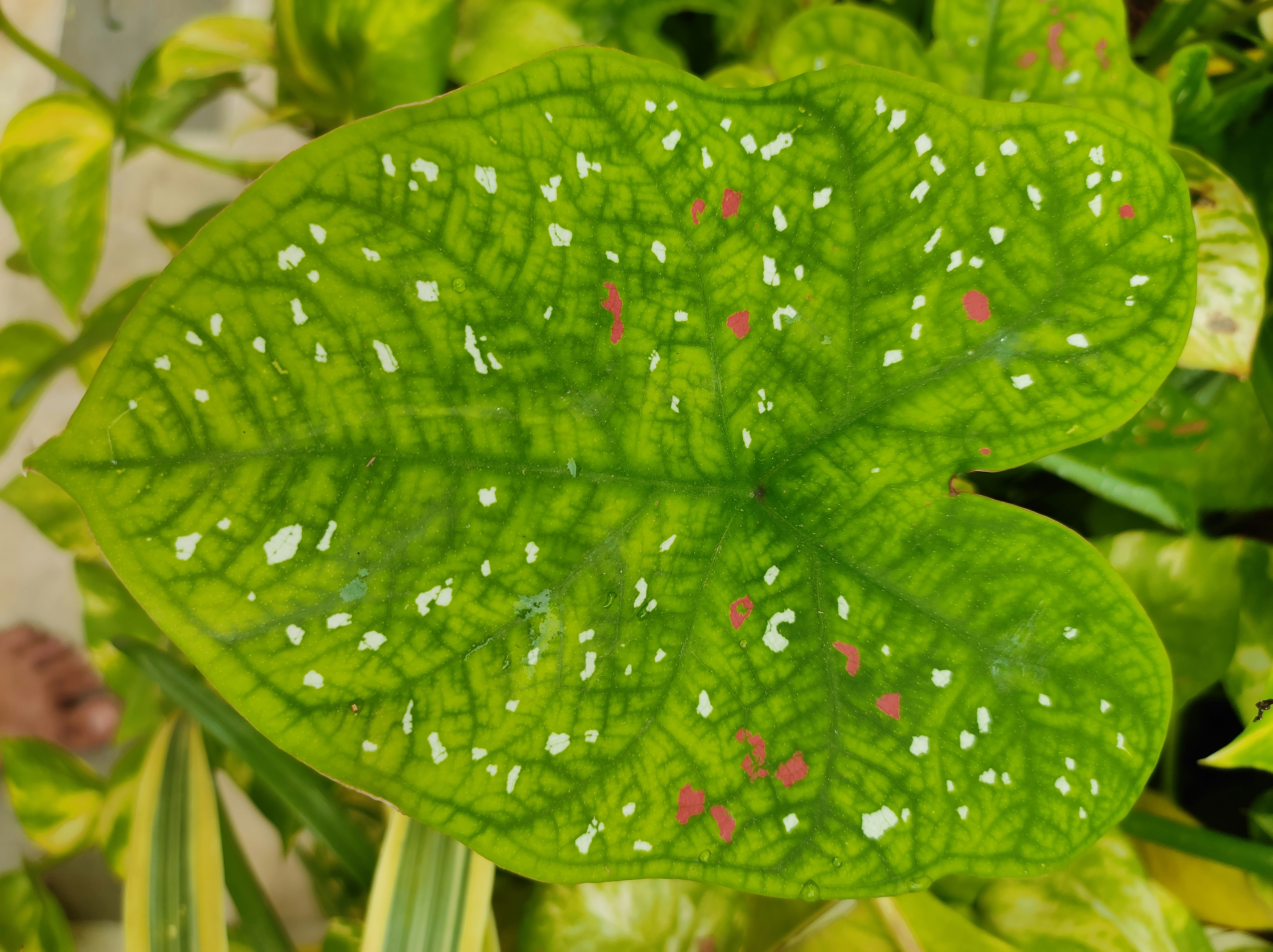 A green leaf with white spots photo Free Green Image on Unsplash