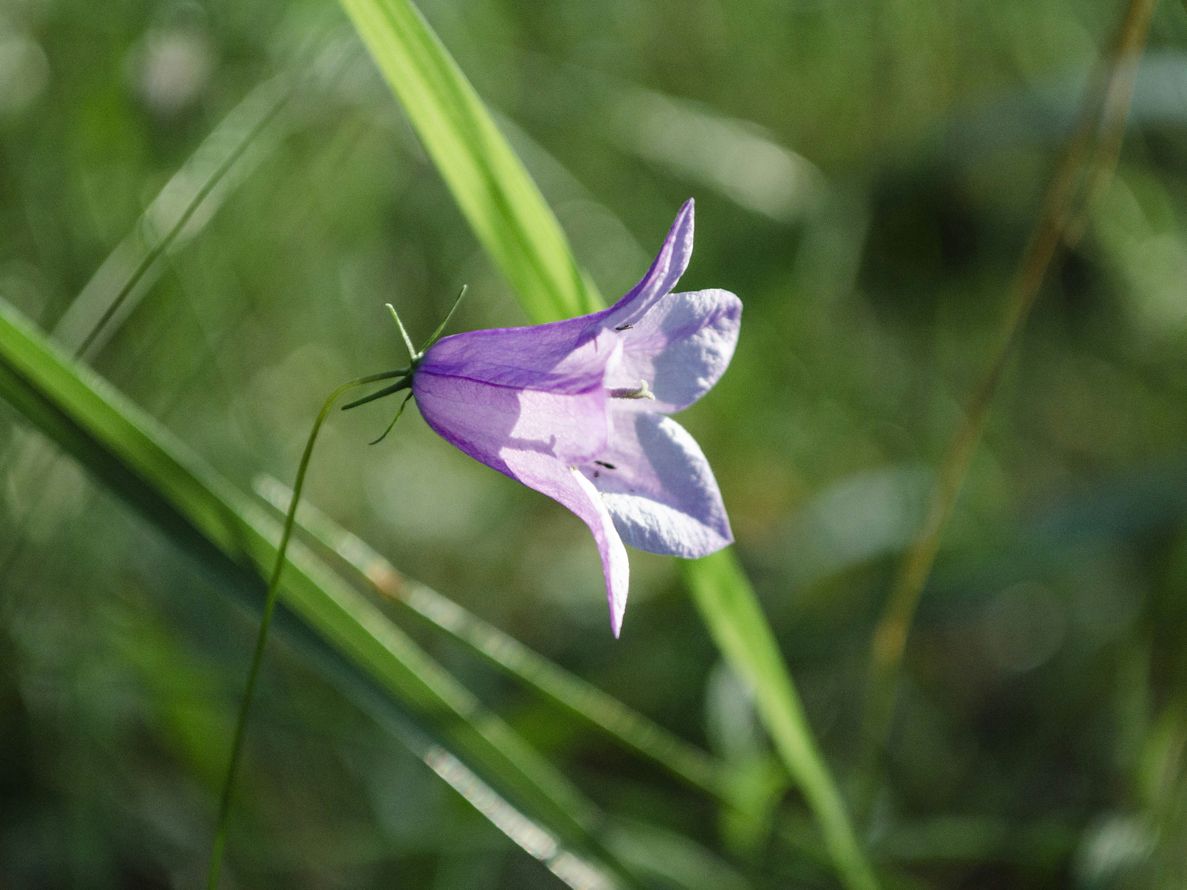 Photo by indi_grunge