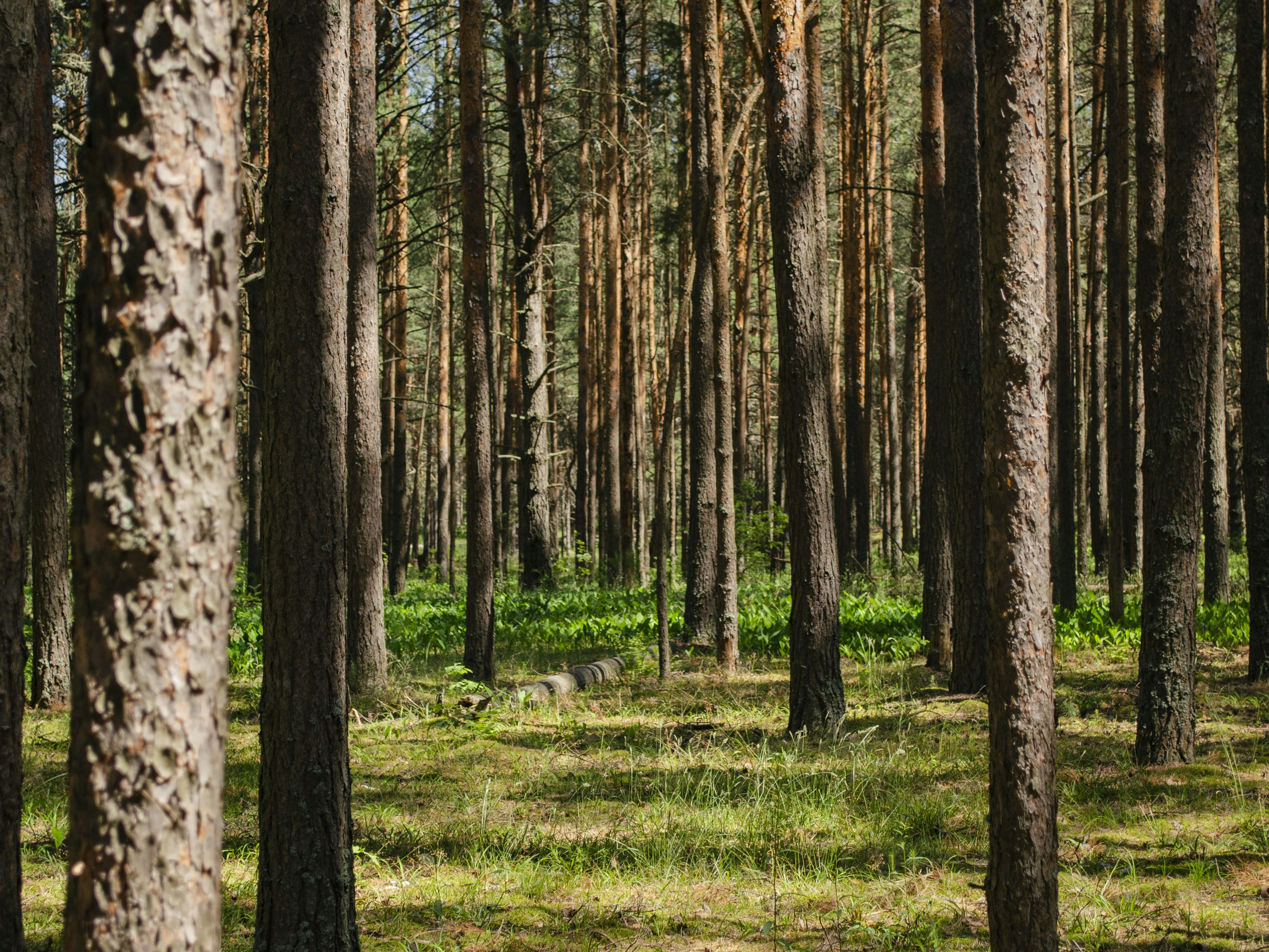 Photo by indi_grunge