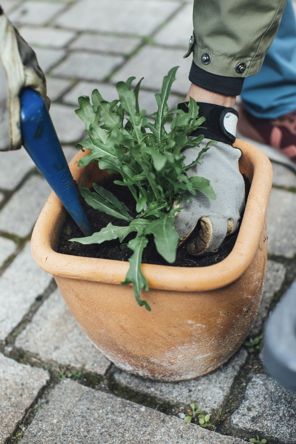 a plant in a pot