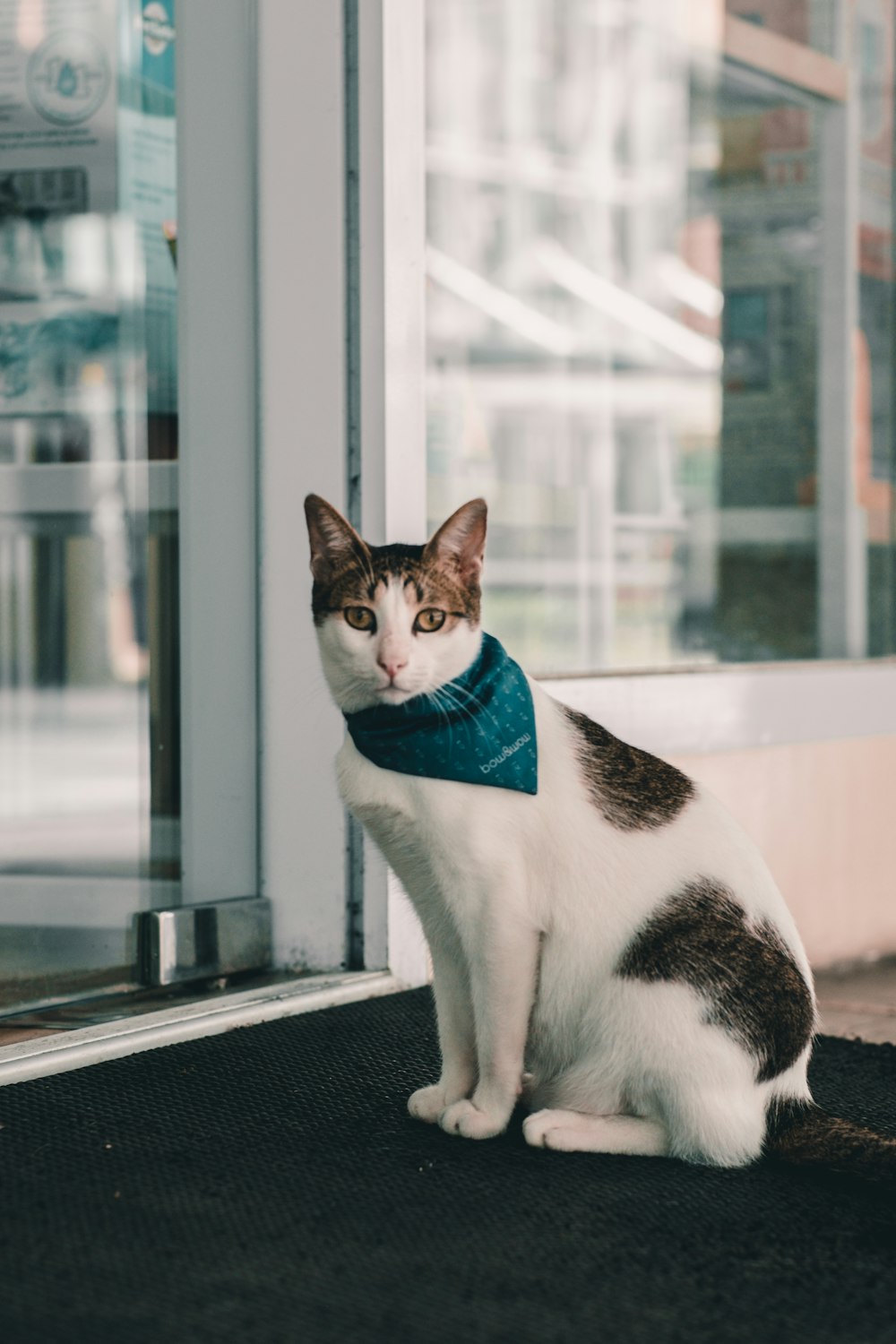 a cat sitting on a table