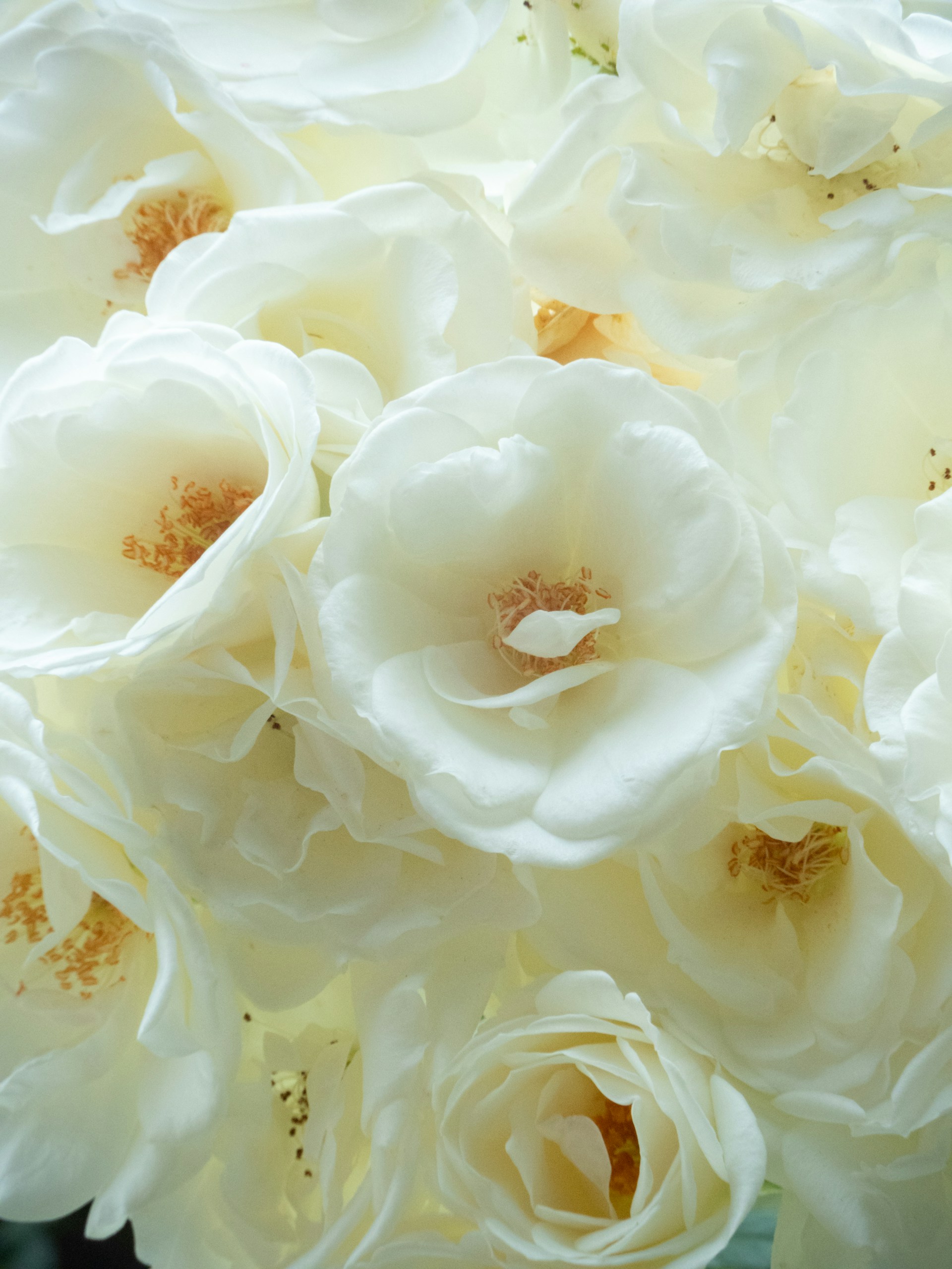 a close up of a flower