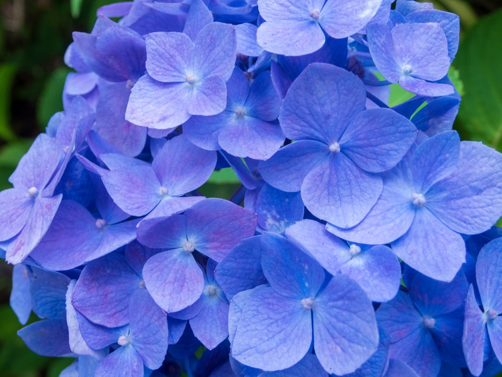 a group of blue flowers