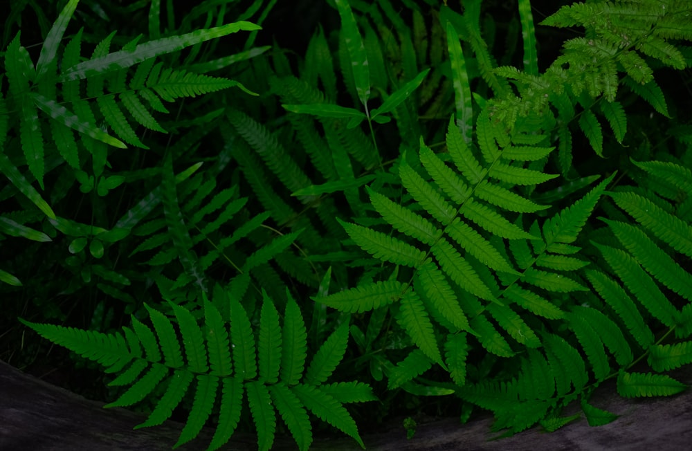 a group of green leaves