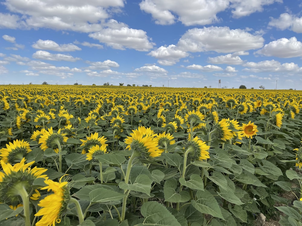 a field of sunflowers