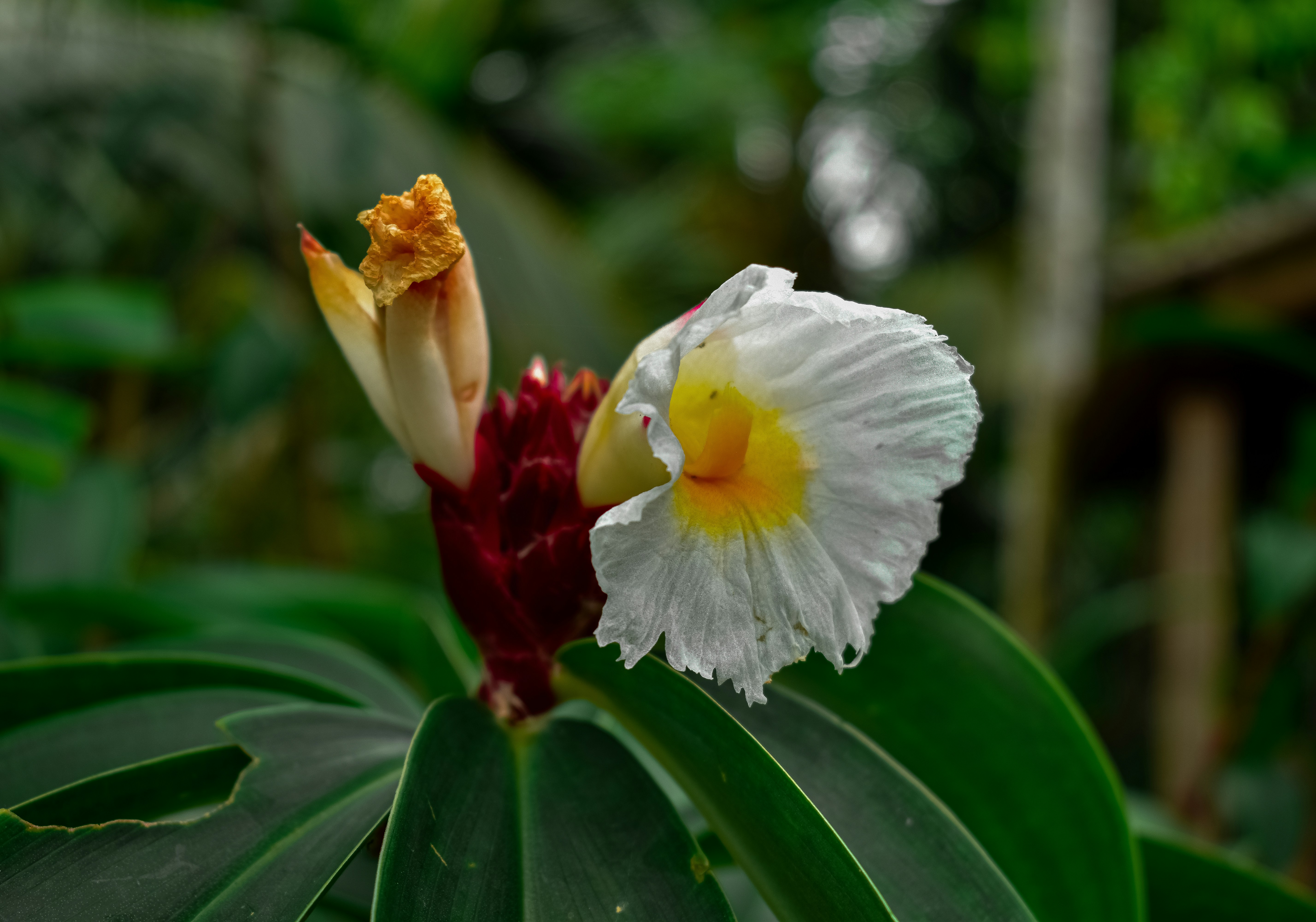 a butterfly on a flower