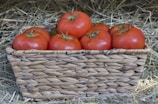 Fresh organic tomatoes glistening with morning dew in a rustic basket.