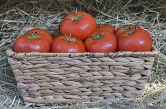 A basket filled with freshly harvested tomatoes.