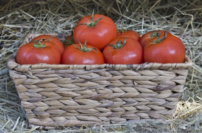 Fresh organic tomatoes glistening with morning dew in a rustic basket.