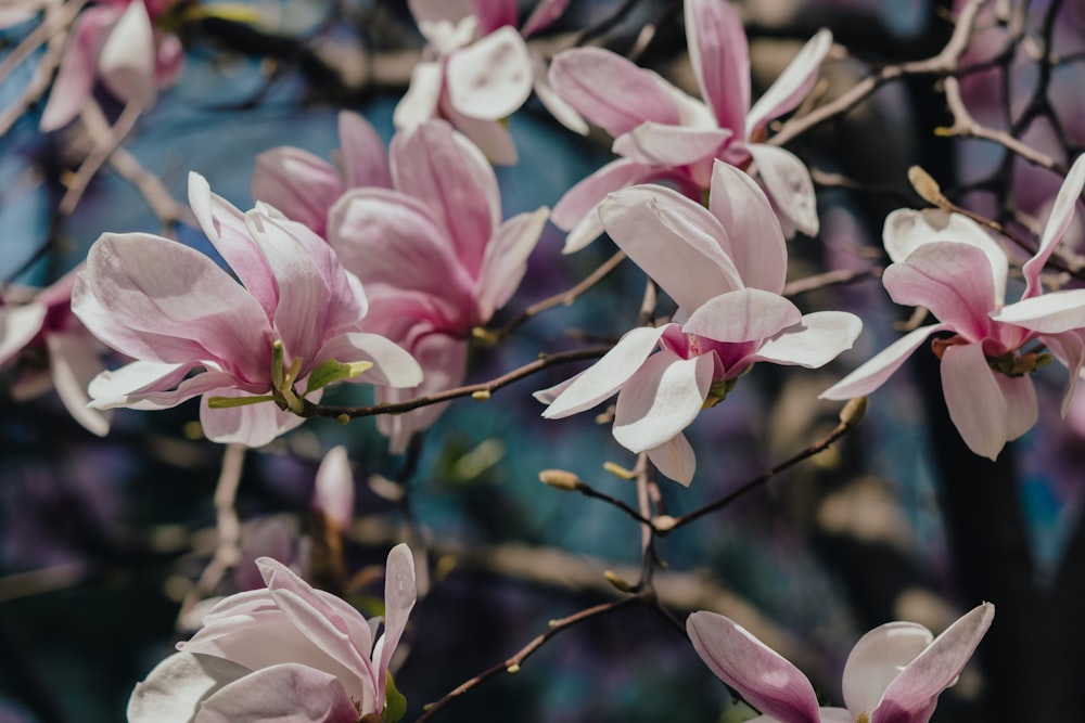 a close up of pink flowers