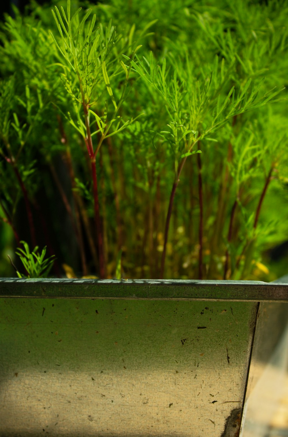 a planter with green plants