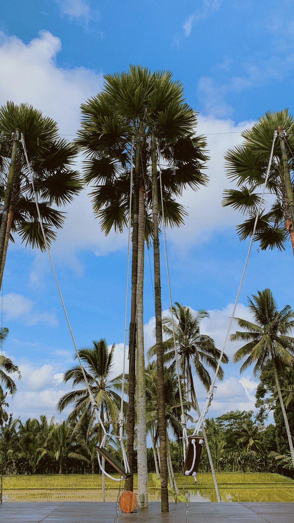 a group of palm trees