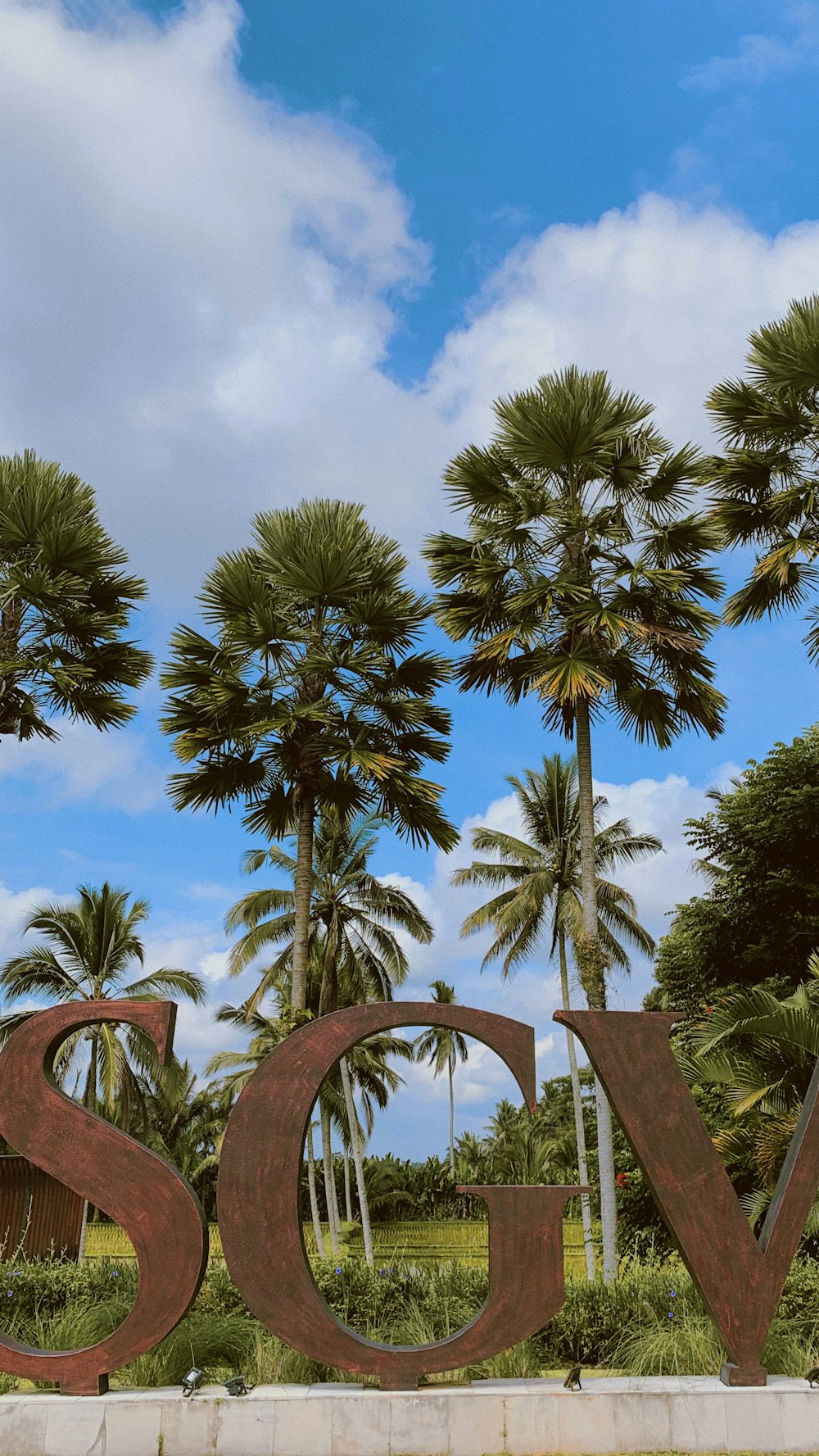 eine Gruppe von Palmen