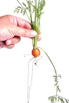 A hand holding fresh, sun-kissed organic produce ready for nourishment.