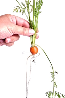 A person's hand is holding a small, freshly harvested carrot by its green leafy top. The carrot is orange with thin roots dangling below. The background is a plain white, highlighting the carrot and hand.
