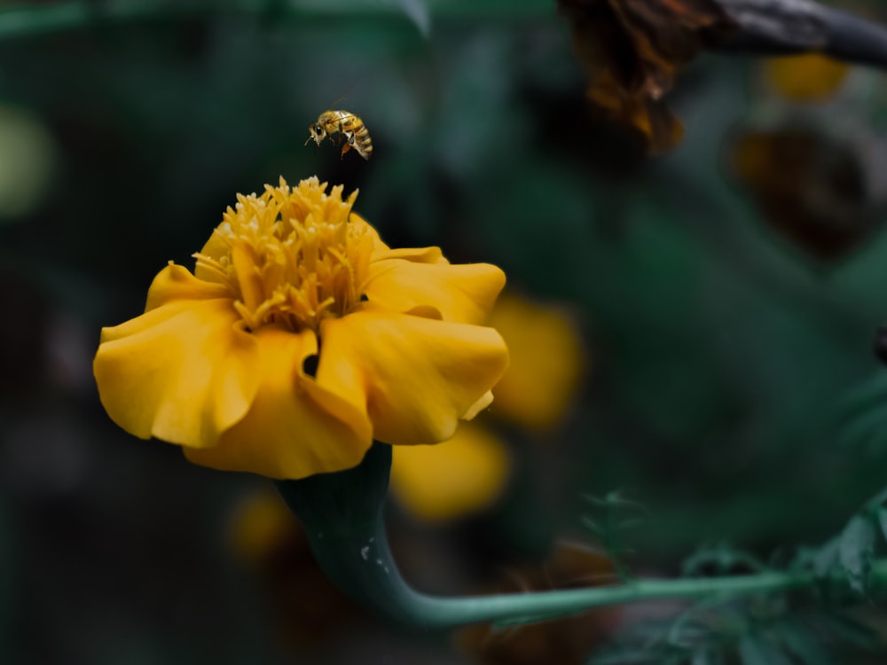 un'ape su un fiore giallo