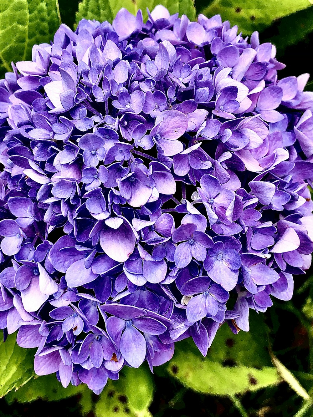 a group of purple flowers