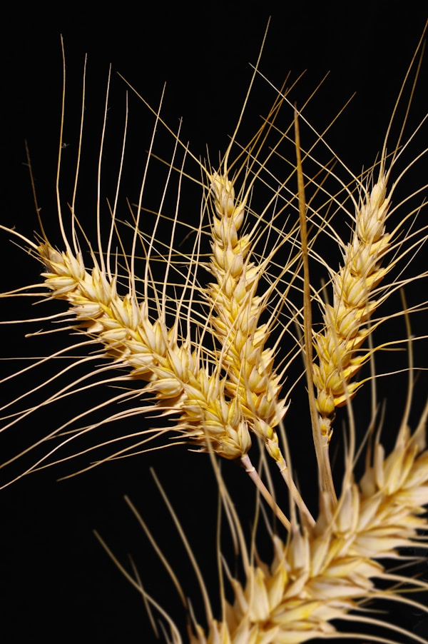 Fireworks in the sky