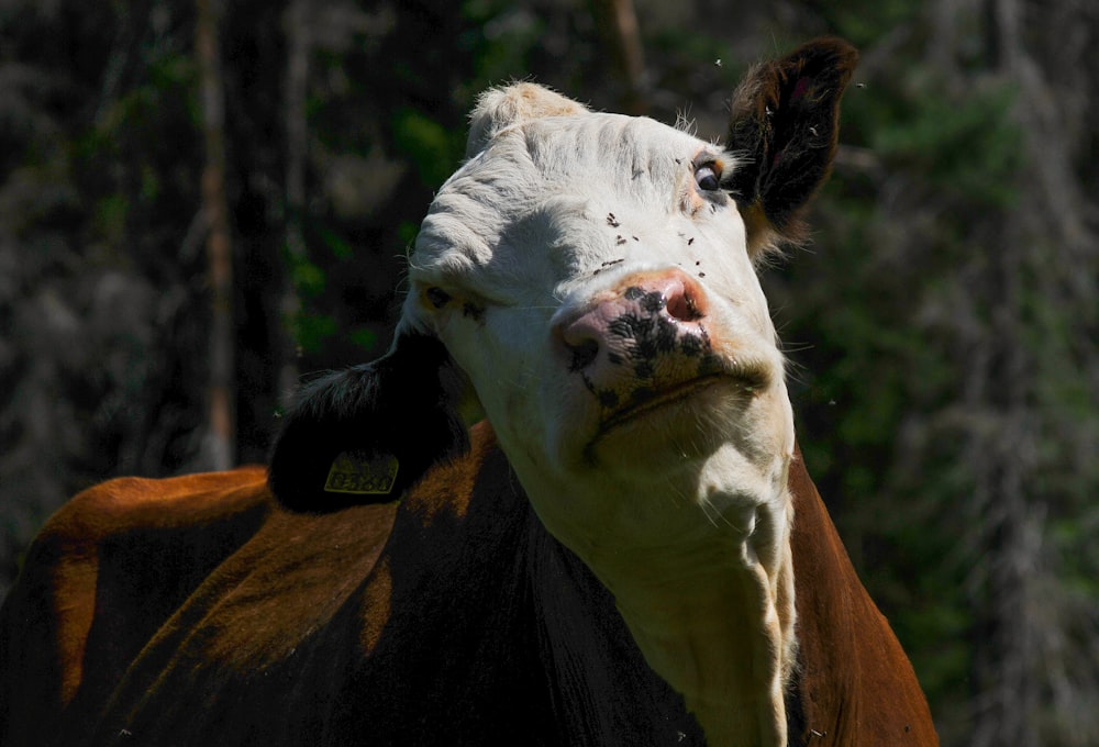 a cow with a tag on its ear