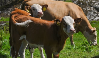 Two calves with light brown and white markings stand closely together in a green meadow. A larger cow is partially visible in the background, grazing. The setting includes lush green grass and a rocky backdrop.