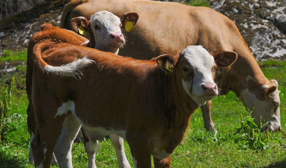 Two calves with light brown and white markings stand closely together in a green meadow. A larger cow is partially visible in the background, grazing. The setting includes lush green grass and a rocky backdrop.