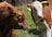 Two calves stand in a grassy field, one with a reddish-brown coat and the other with a mix of white and brown patches. Both animals have yellow ear tags and are captured under bright sunlight.