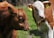 Two calves stand in a grassy field, one with a reddish-brown coat and the other with a mix of white and brown patches. Both animals have yellow ear tags and are captured under bright sunlight.